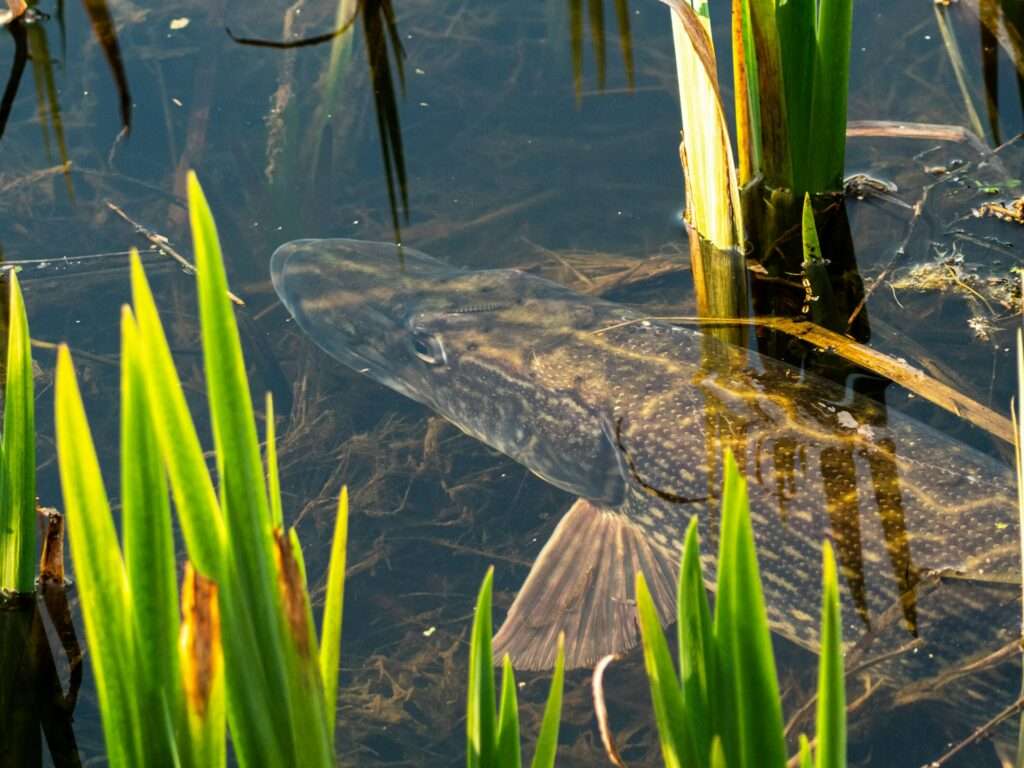 Pêche aux Brochets