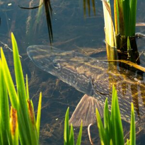 Le Brochet : techniques et conseils pour une pêche réussie